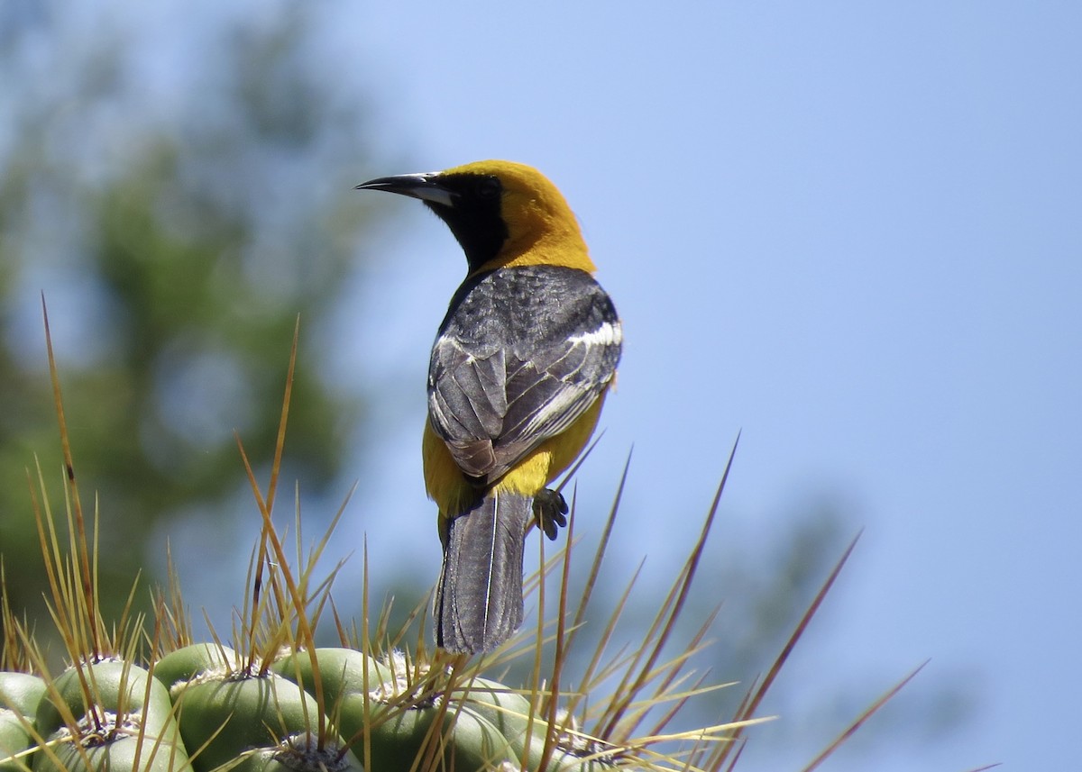 Maskentrupial - ML646846215