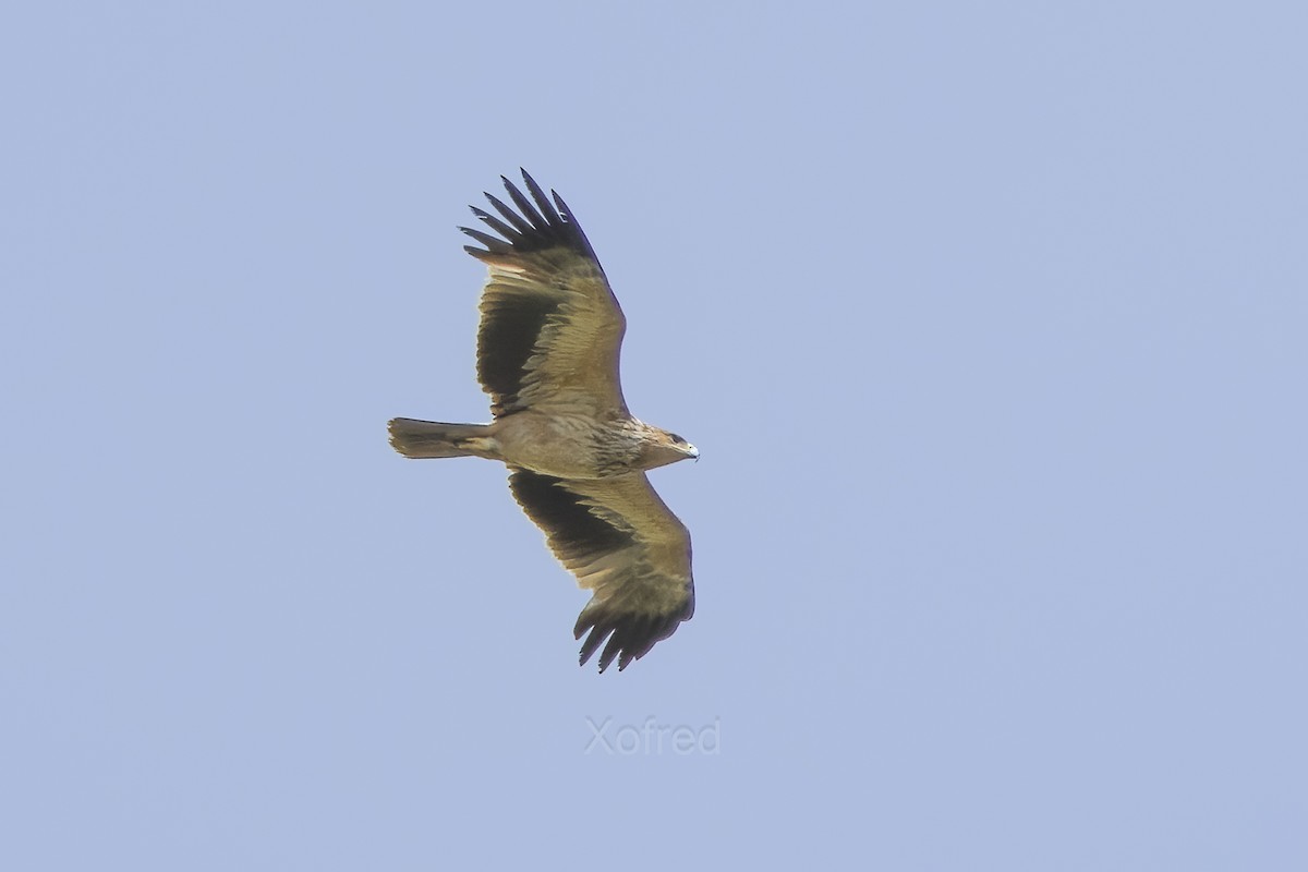 Spanish Eagle - ML646846216