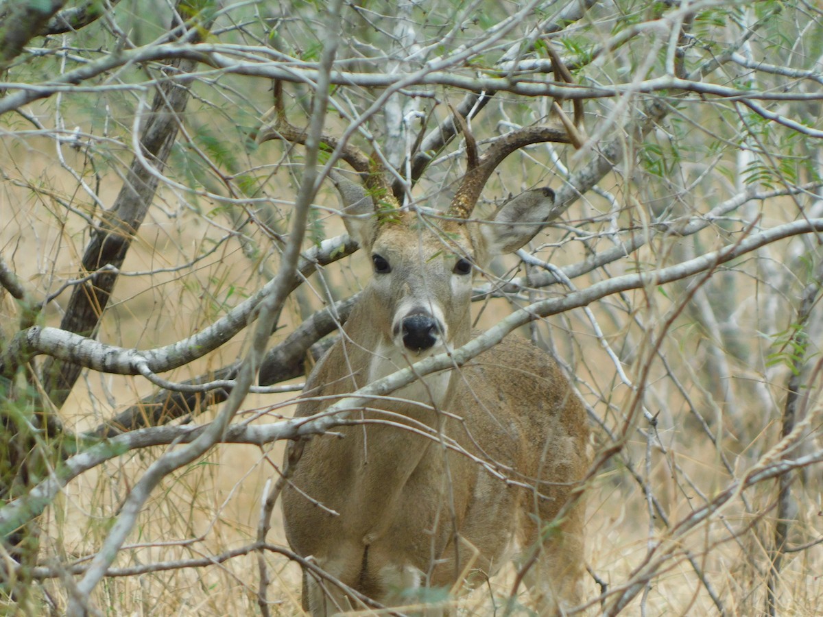 Animals - ML646846217