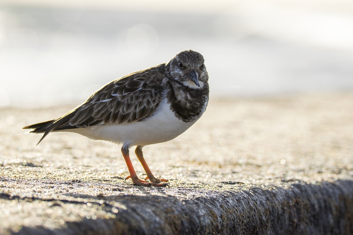 Ruddy Turnstone - ML646846218