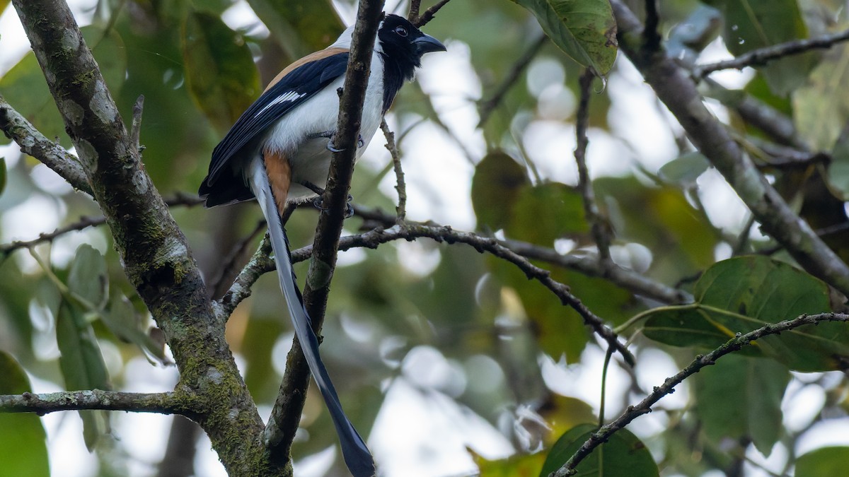 White-bellied Treepie - ML646846219
