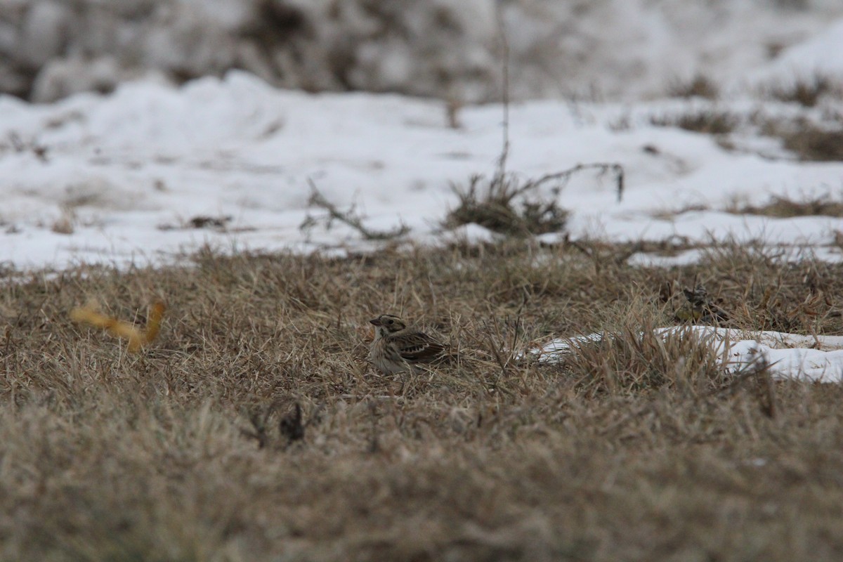 Lapland Longspur - ML646846233