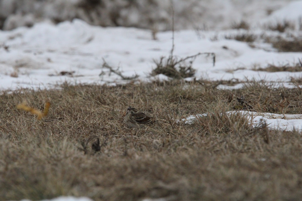 Lapland Longspur - ML646846234