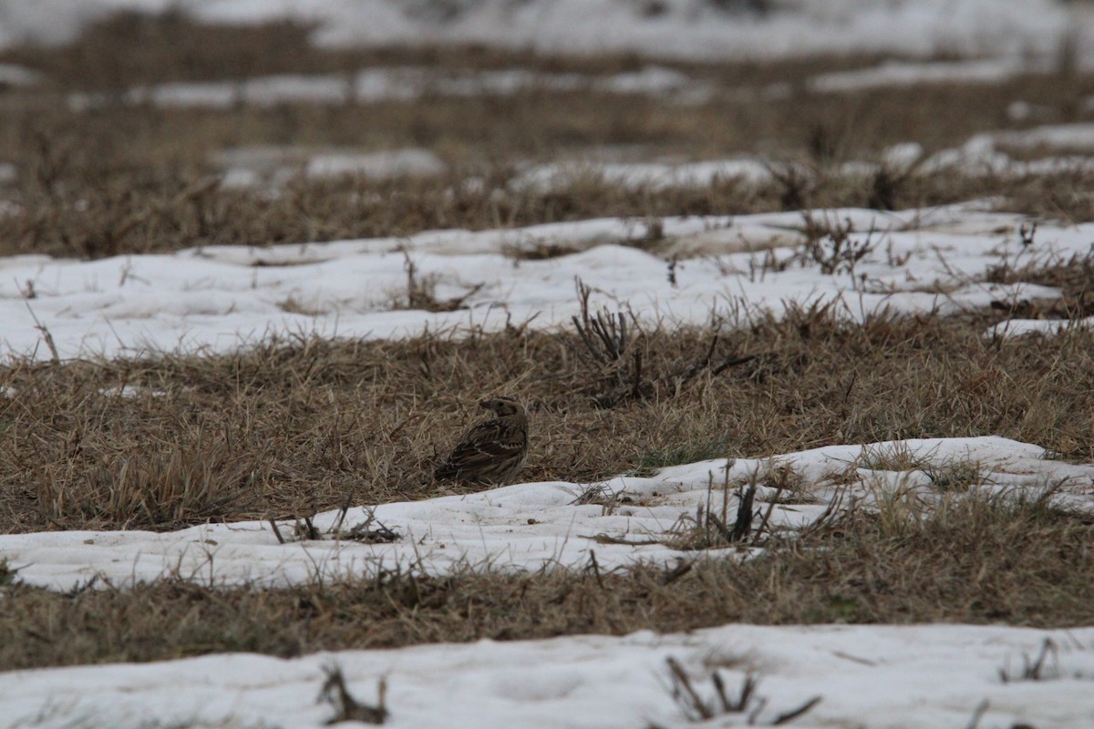 Lapland Longspur - ML646846235