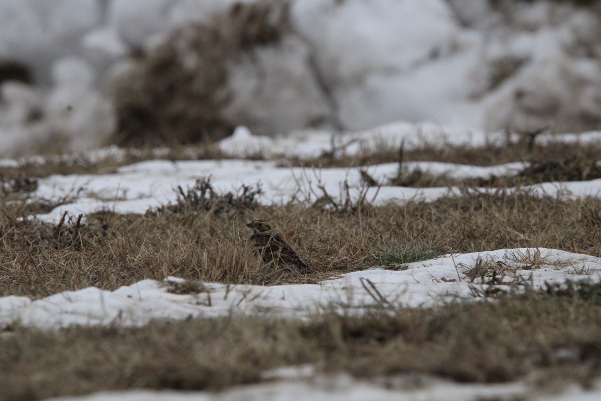 Lapland Longspur - ML646846236