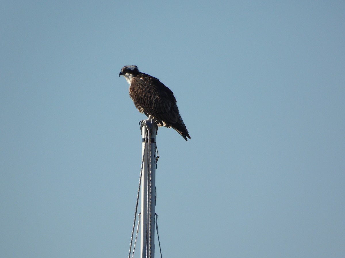 Arrano arrantzalea - ML646846237