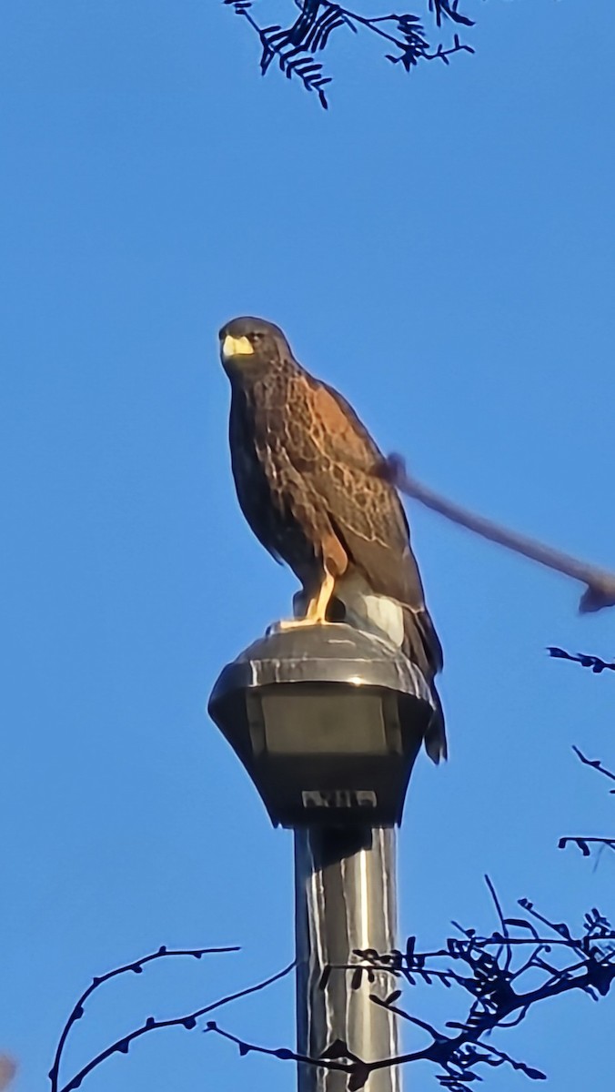 Poiana di Harris - ML646846242