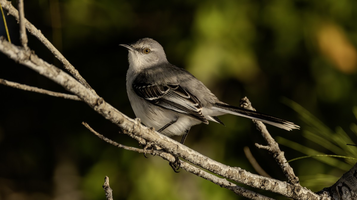 Tropical Mockingbird - ML646846243