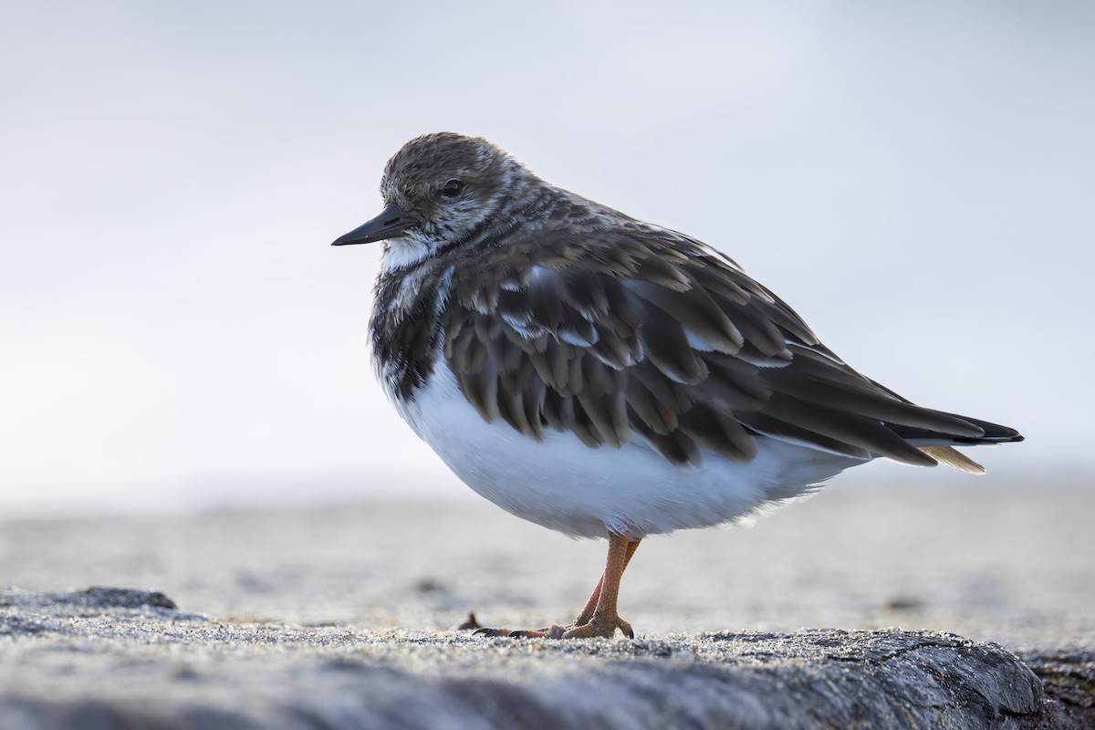 Ruddy Turnstone - ML646846245