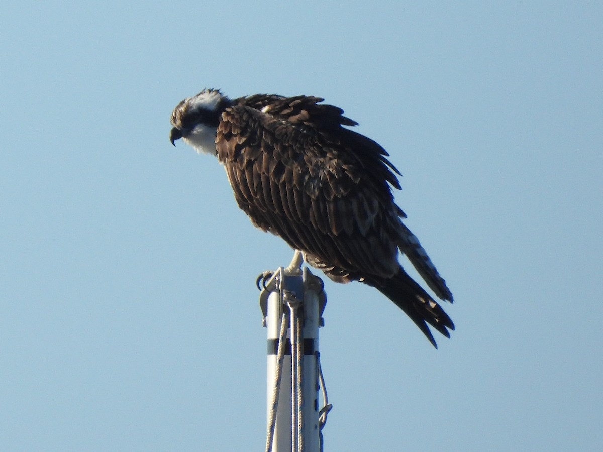 Arrano arrantzalea - ML646846246