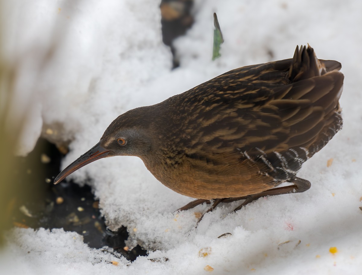 Virginia Rail - ML646846247