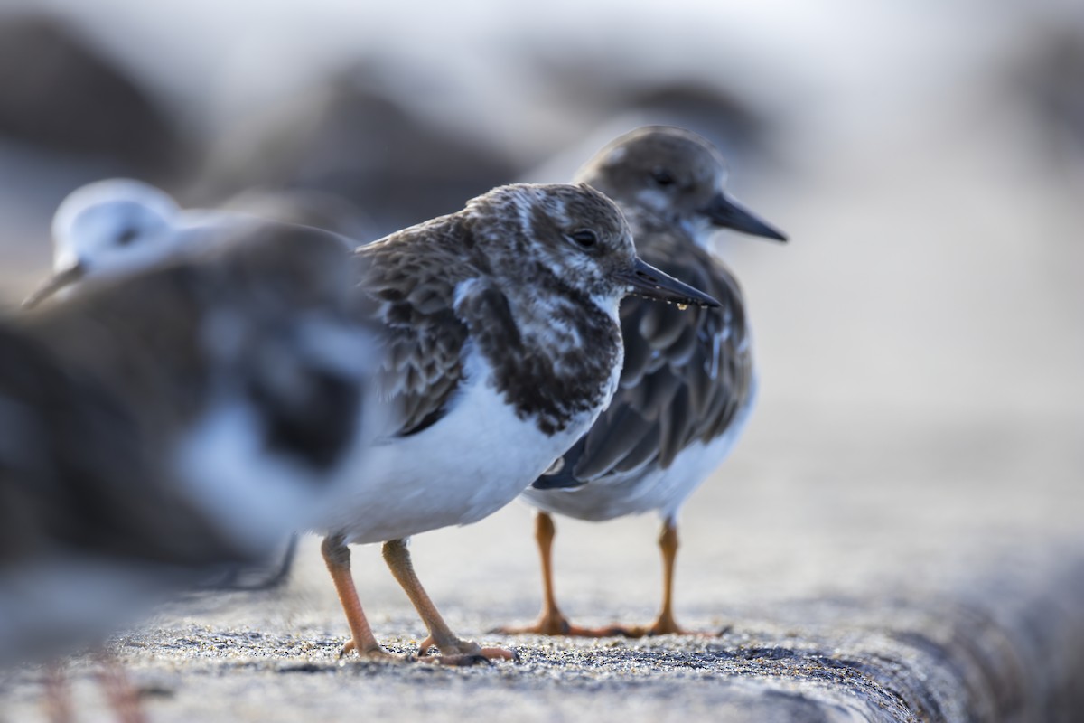 Ruddy Turnstone - ML646846248