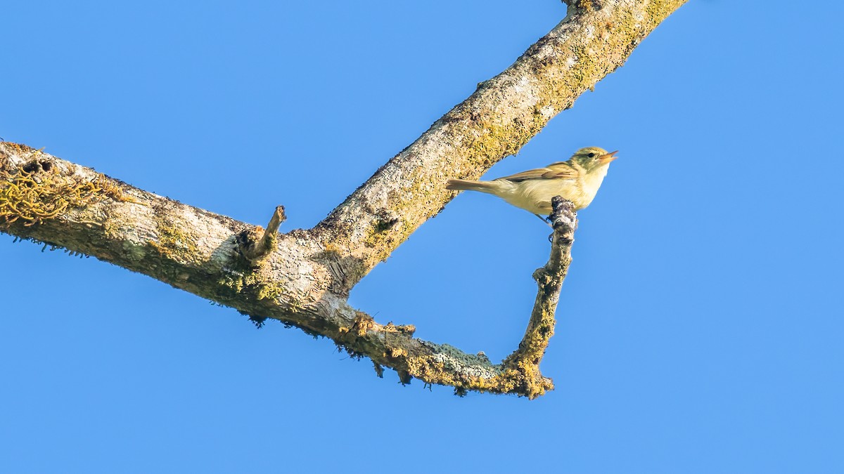 Вівчарик жовточеревий - ML646846249