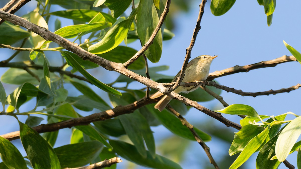 Вівчарик жовточеревий - ML646846250