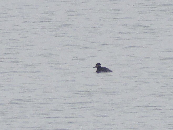 Velvet Scoter - ML646846251