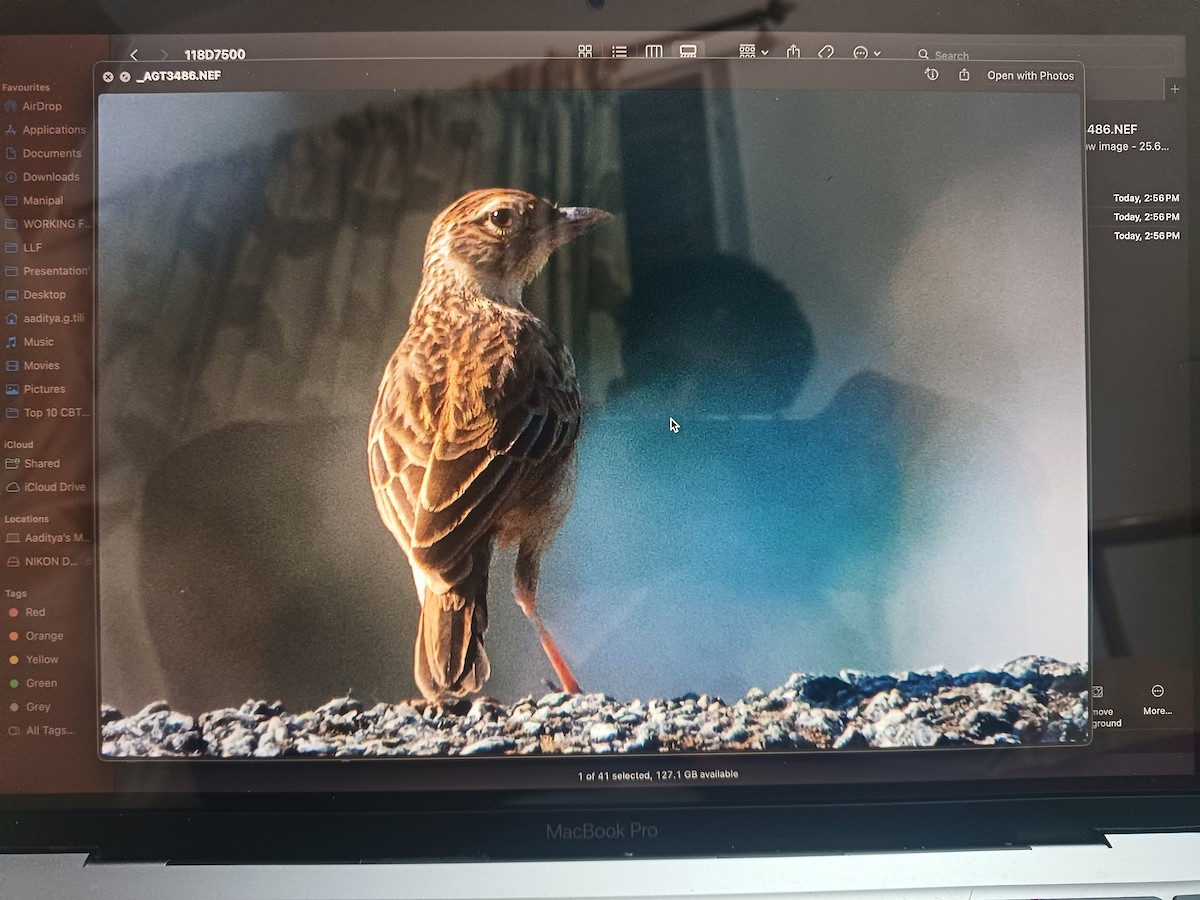 Jerdon's Bushlark - ML646846252