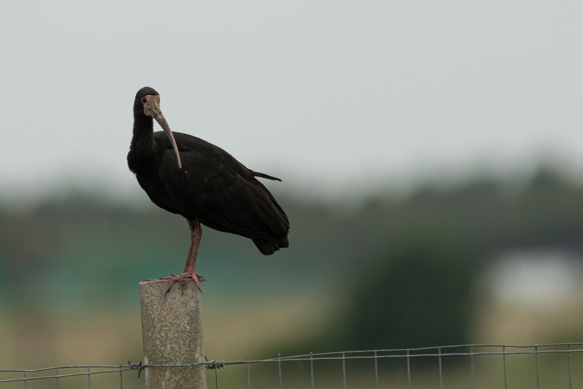 Ibis Afeitado - ML646846253
