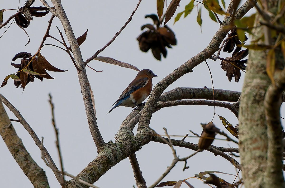 Блакитник східний - ML646846254