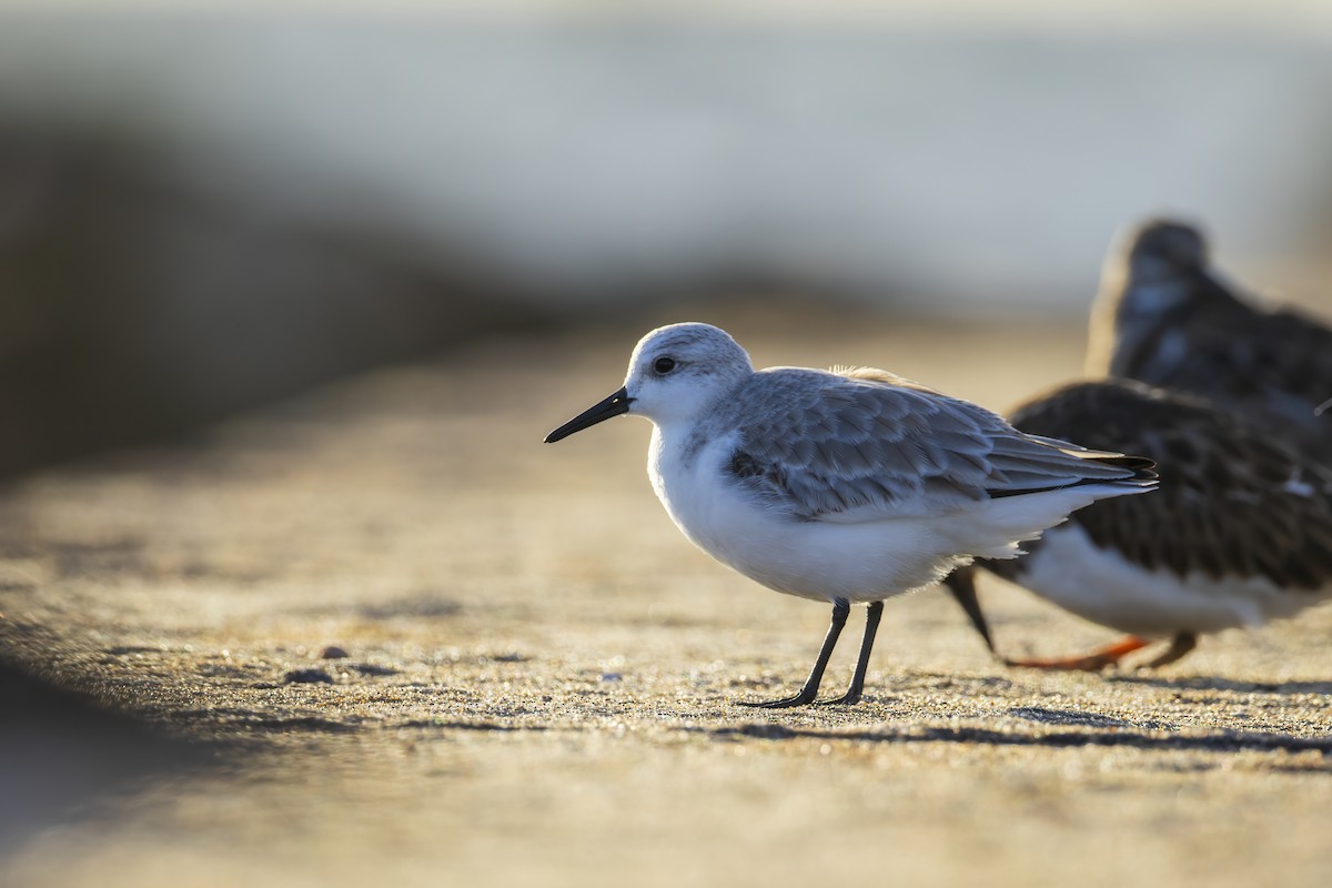 Sanderling - ML646846259