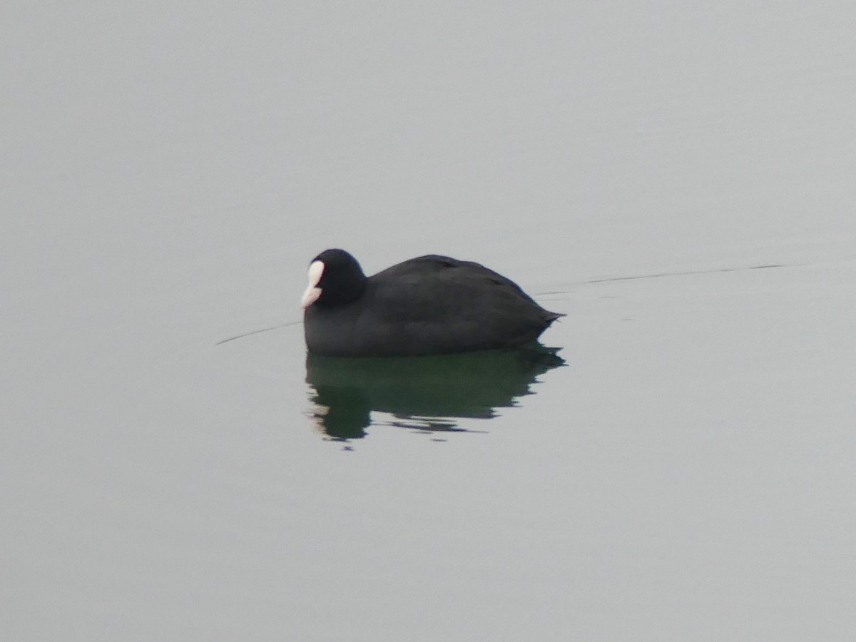 Eurasian Coot - ML646846264