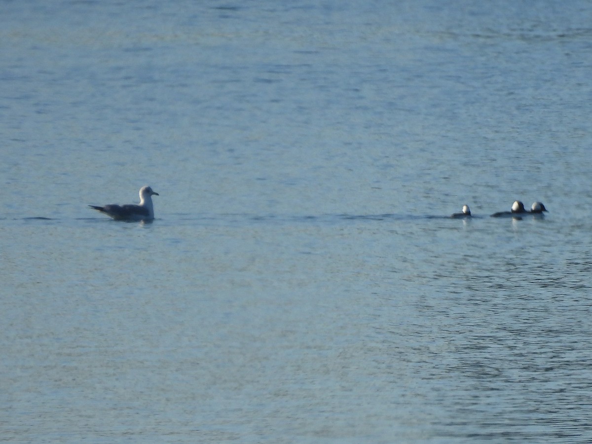 Murgilari buruzuria - ML646846270