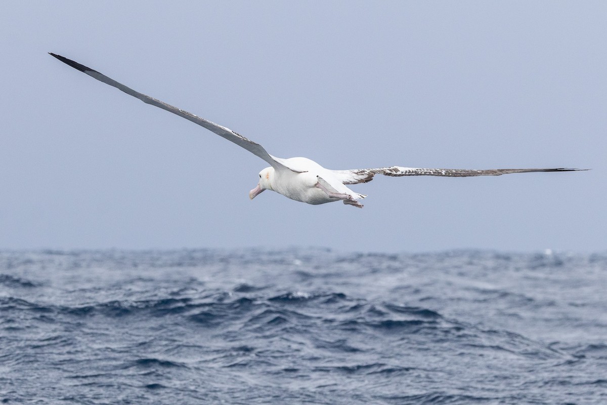 Antipodean Albatross (Gibson's) - ML646846271