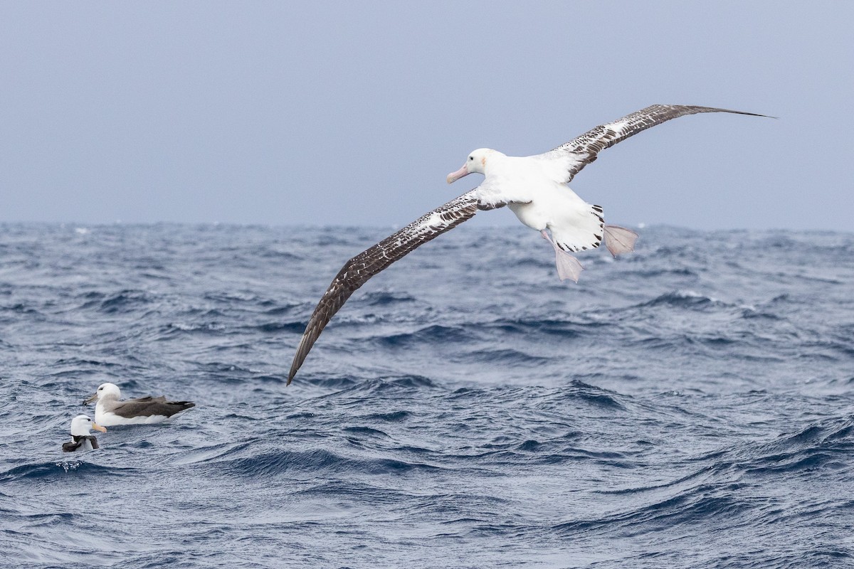 Antipodean Albatross (Gibson's) - ML646846272
