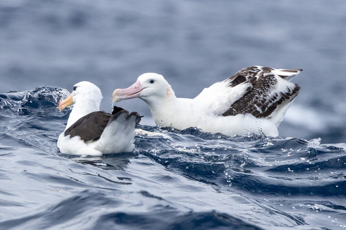 Antipodean Albatross (Gibson's) - ML646846273