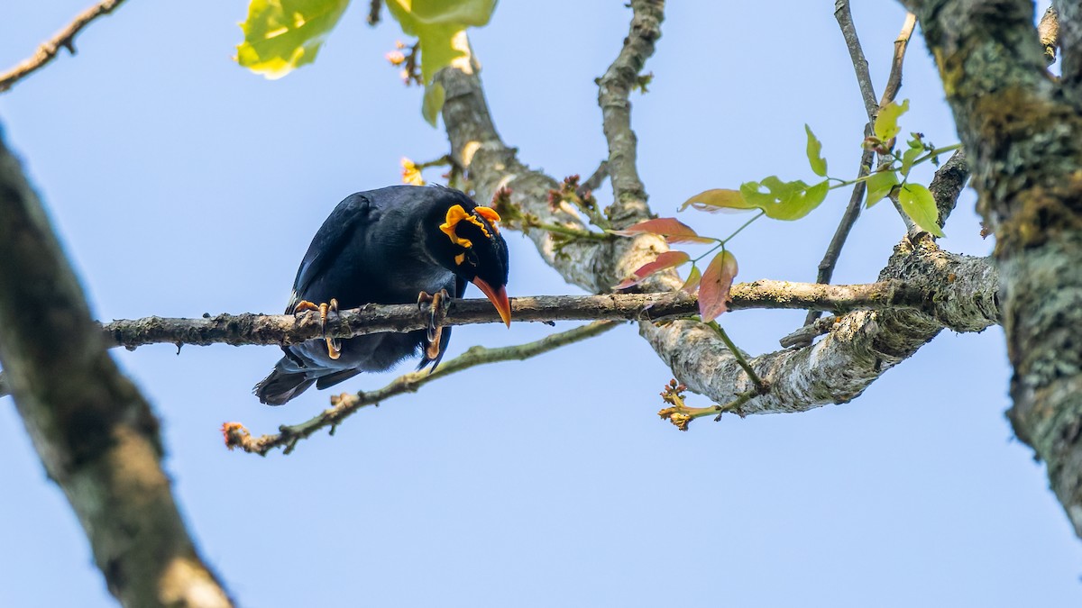 loskuták jižní - ML646846278