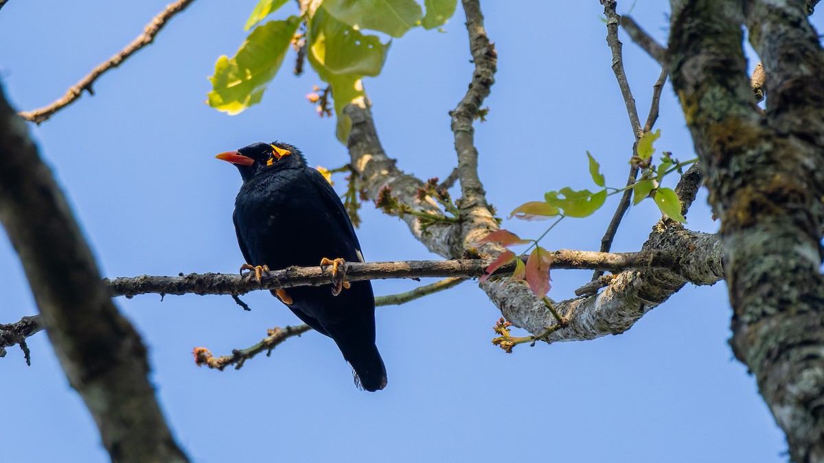 loskuták jižní - ML646846280