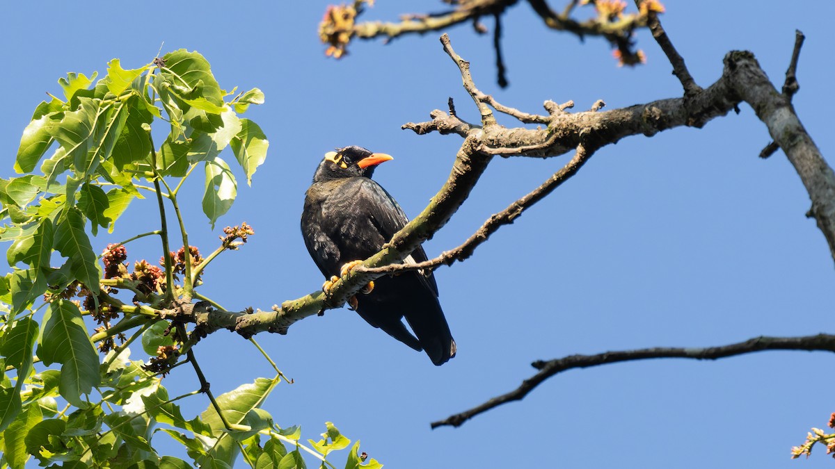 loskuták jižní - ML646846281