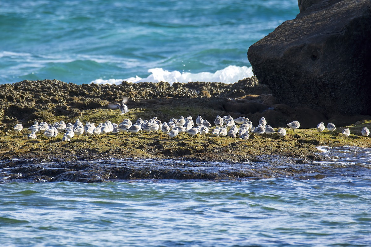 Sanderling - ML646846282