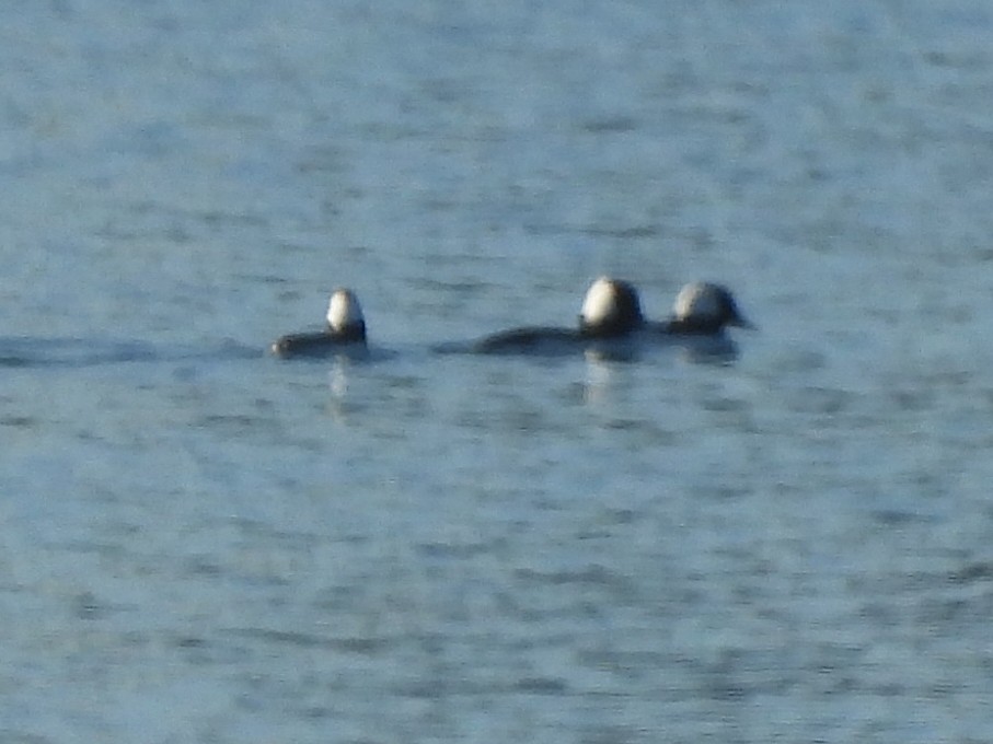 Murgilari buruzuria - ML646846283