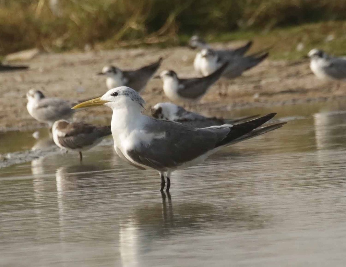 Tepeli Büyük Sumru - ML646846285