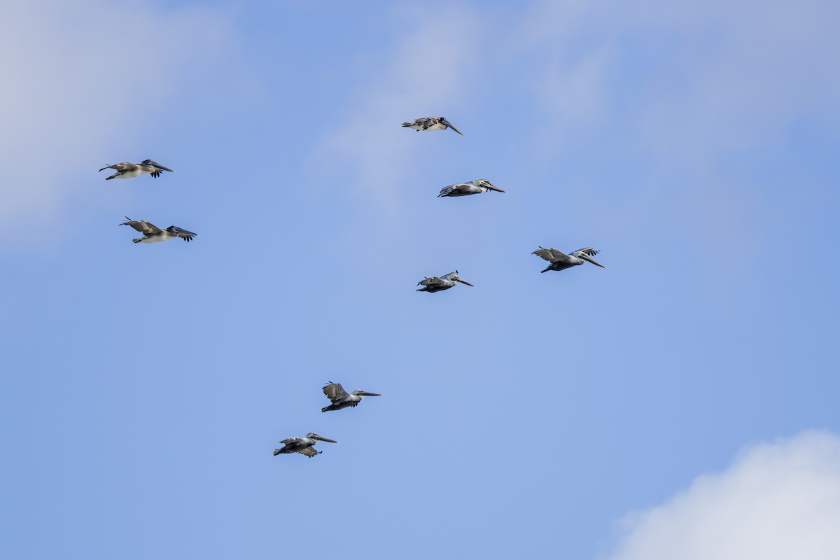 Brown Pelican - ML646846289