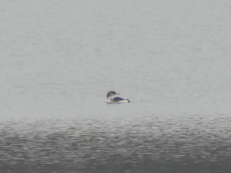 Arctic Loon - ML646846291