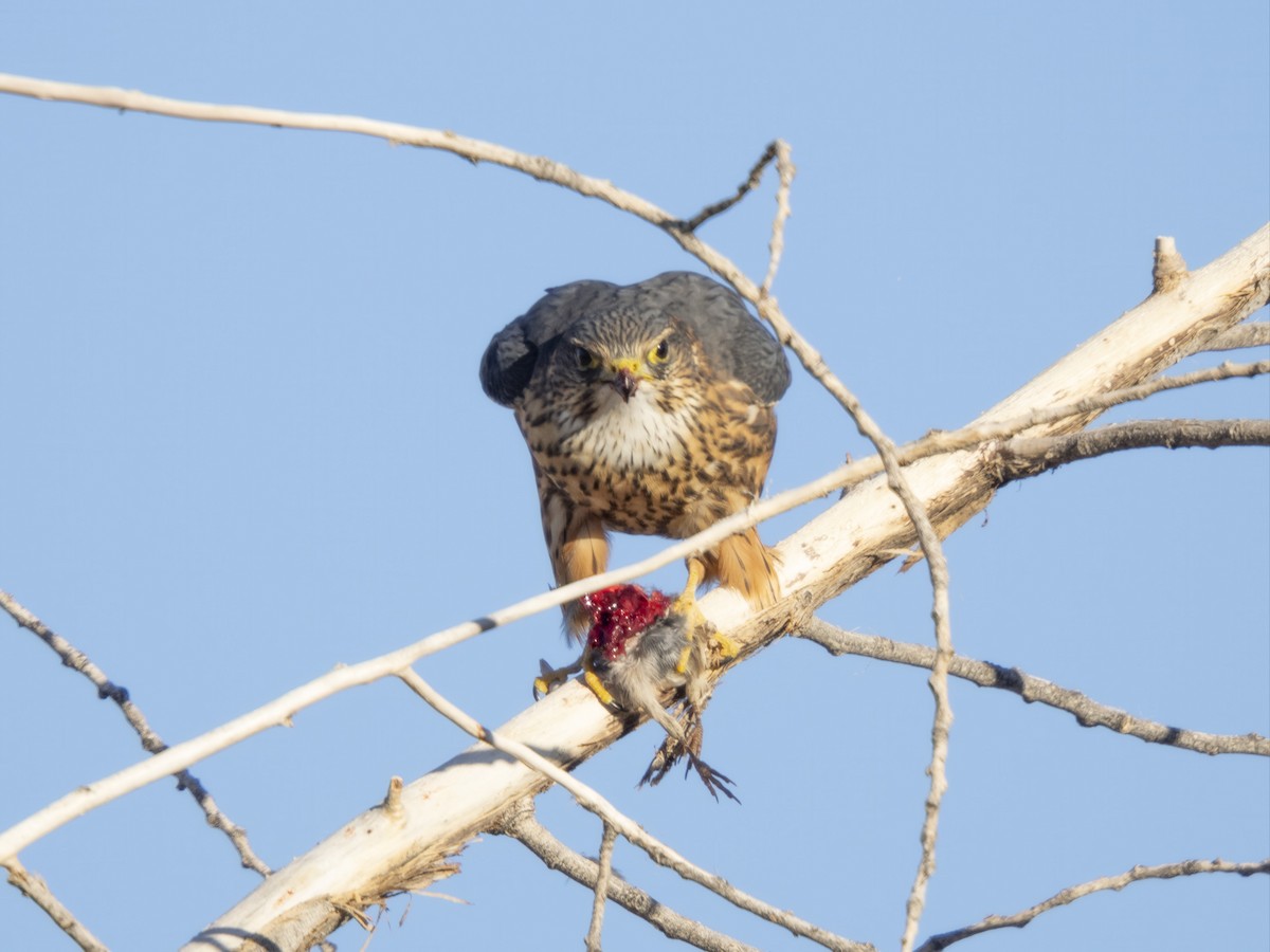 Smeriglio - ML646846292