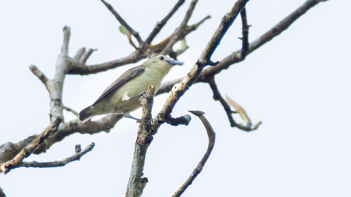 Nilgiri Flowerpecker - ML646846293
