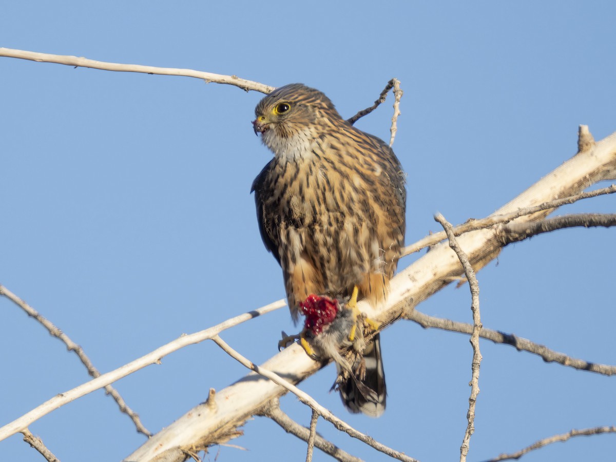 Smeriglio - ML646846294