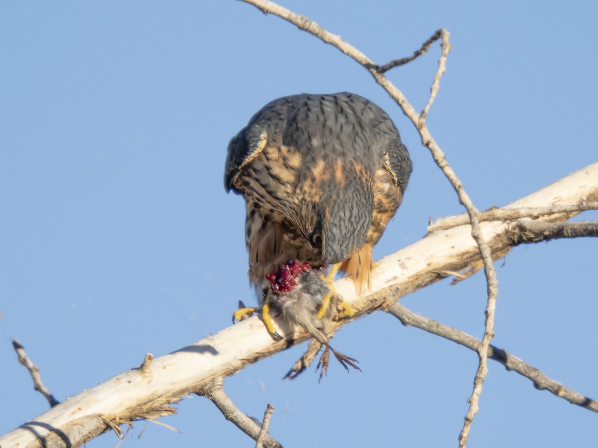 Smeriglio - ML646846295