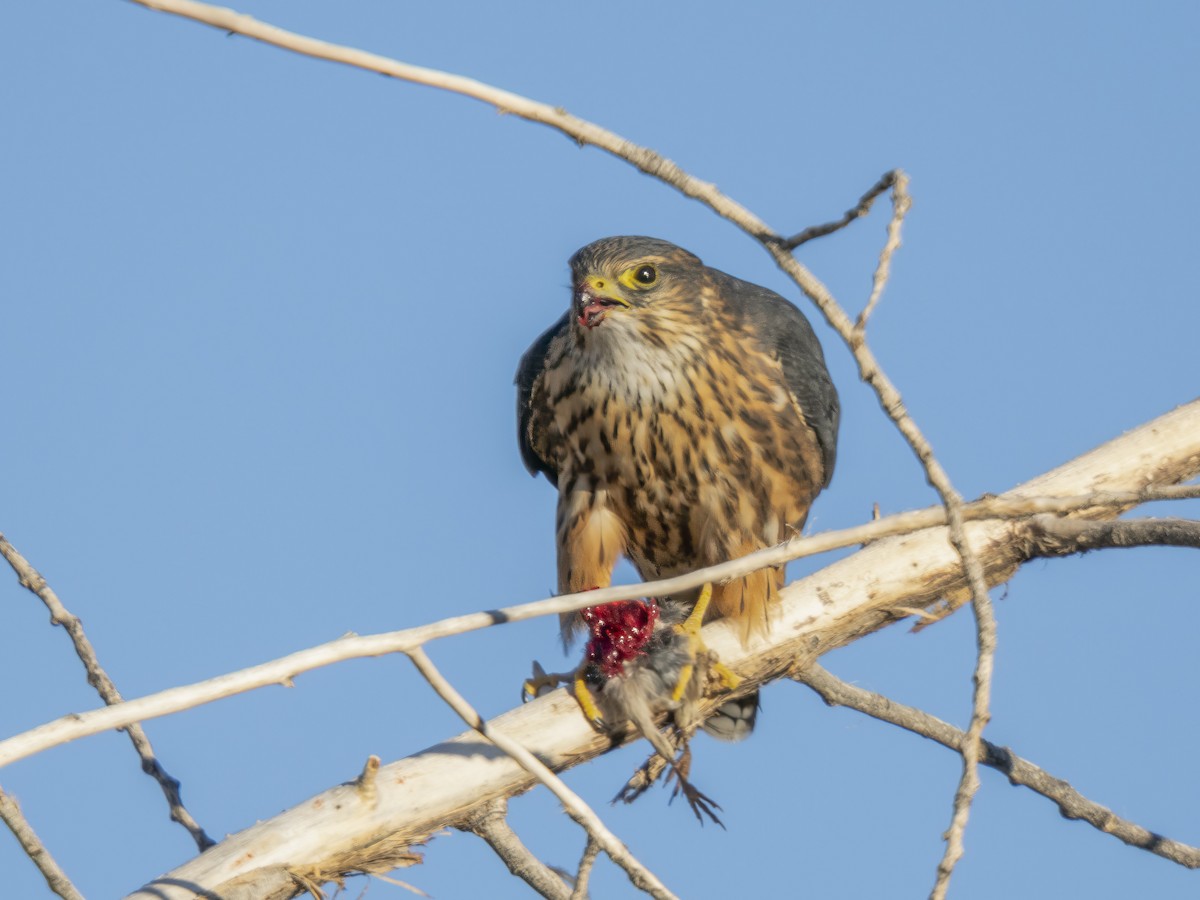 Smeriglio - ML646846296