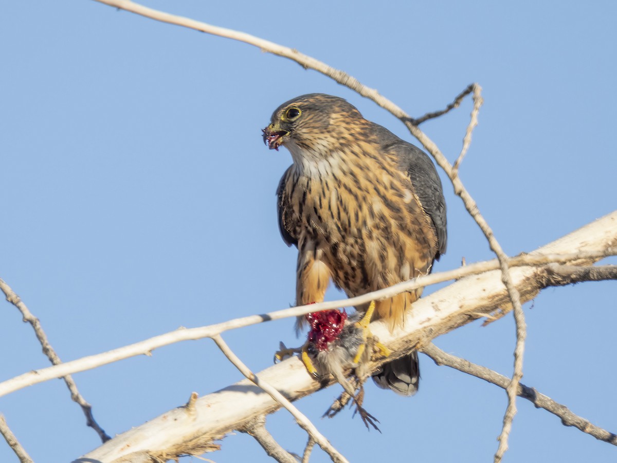 Smeriglio - ML646846297