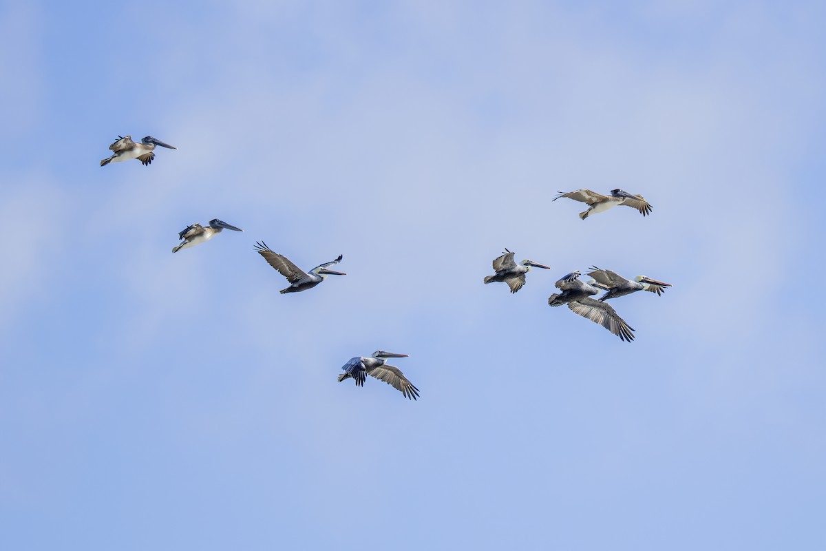 Brown Pelican - ML646846299