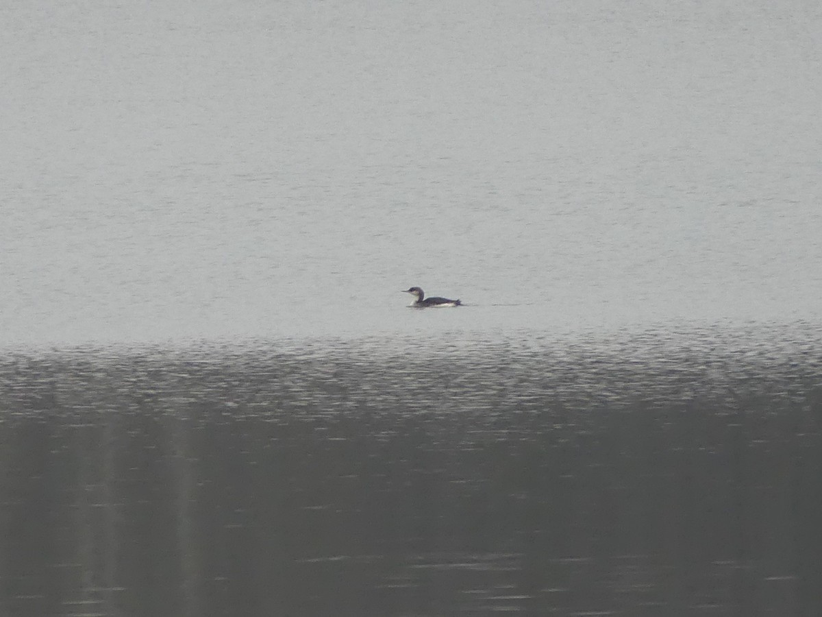 Arctic Loon - ML646846300