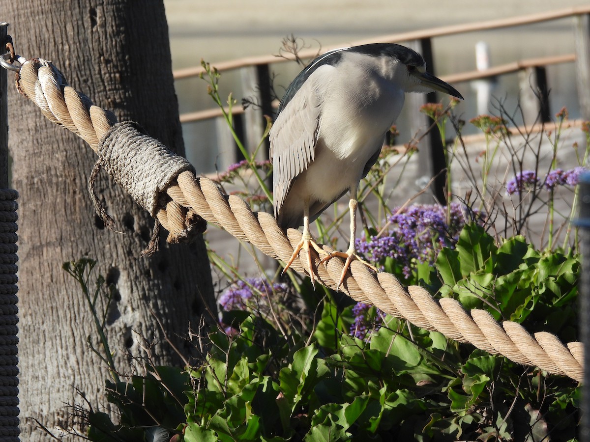 Amiltxori arrunta - ML646846301