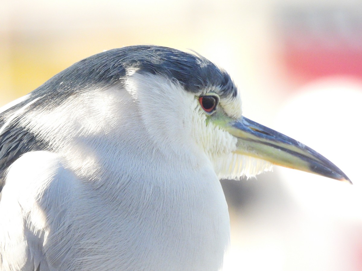 Amiltxori arrunta - ML646846303