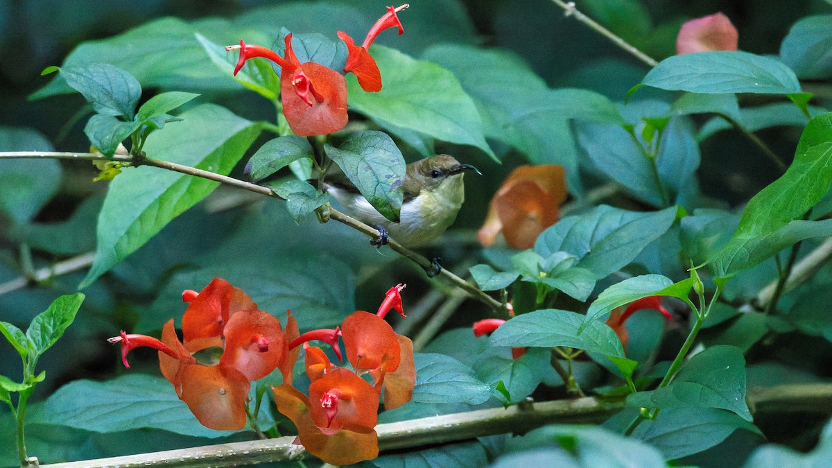 Crimson-backed Sunbird - ML646846307