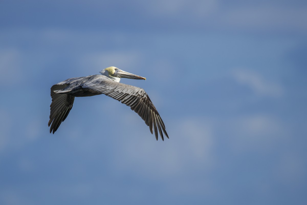Brown Pelican - ML646846308