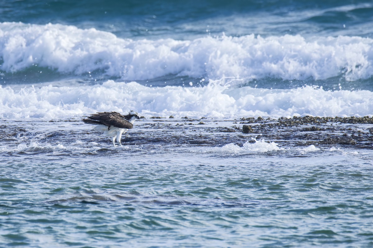 Osprey - ML646846327