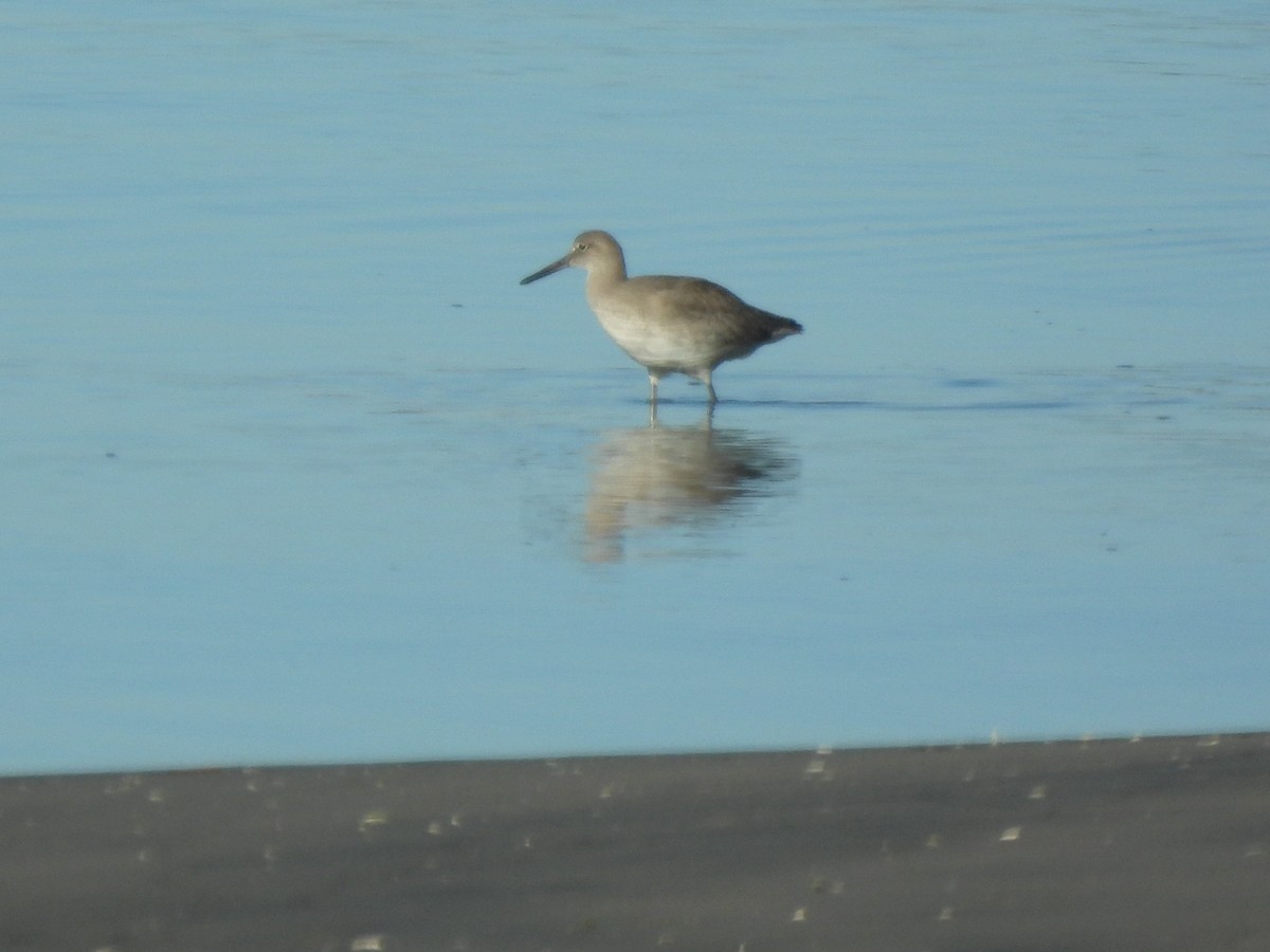 Kuliska erdipalmatua - ML646846330